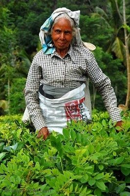 Čajové plantáže na Srí Lance